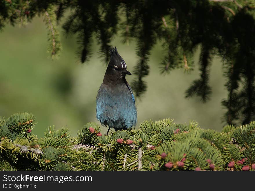 Bluejay  bird closeup