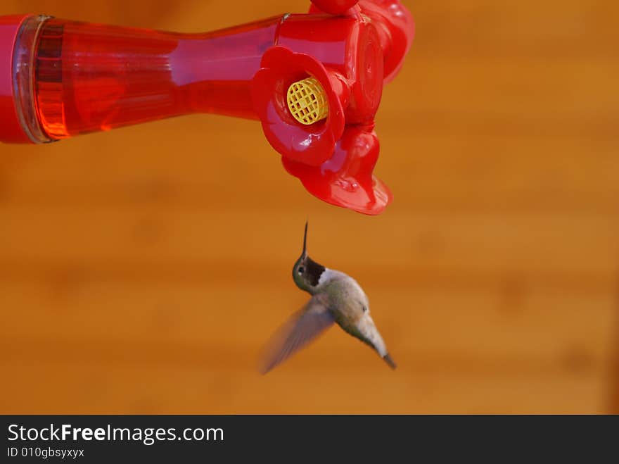 Hummingbird flying towards feeder