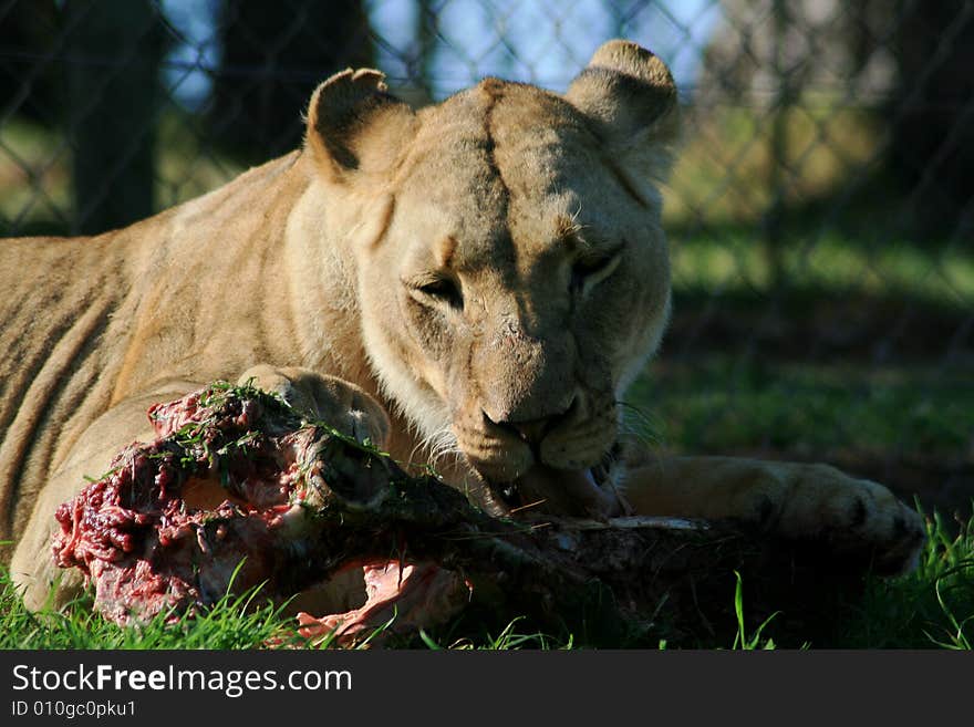 A lion lying down and eating a her food. A lion lying down and eating a her food