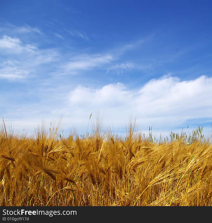 Wheat ears against the blue  sky. Wheat ears against the blue  sky