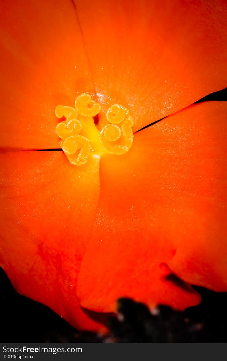 Stamen,pistil And Pollen