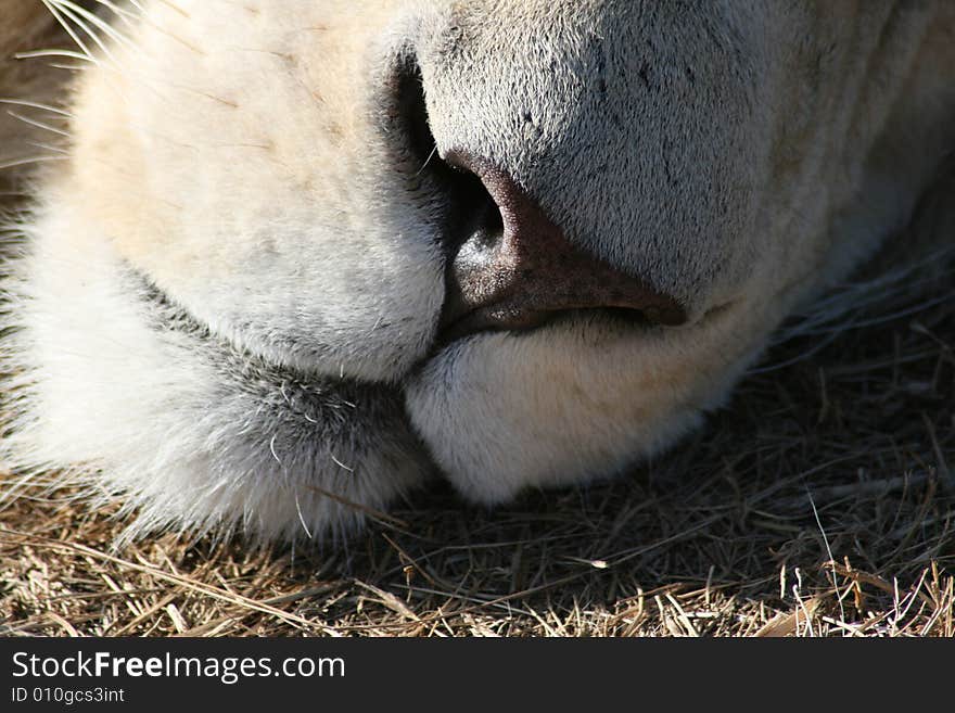 A close up of the rare white lion's nose. A close up of the rare white lion's nose