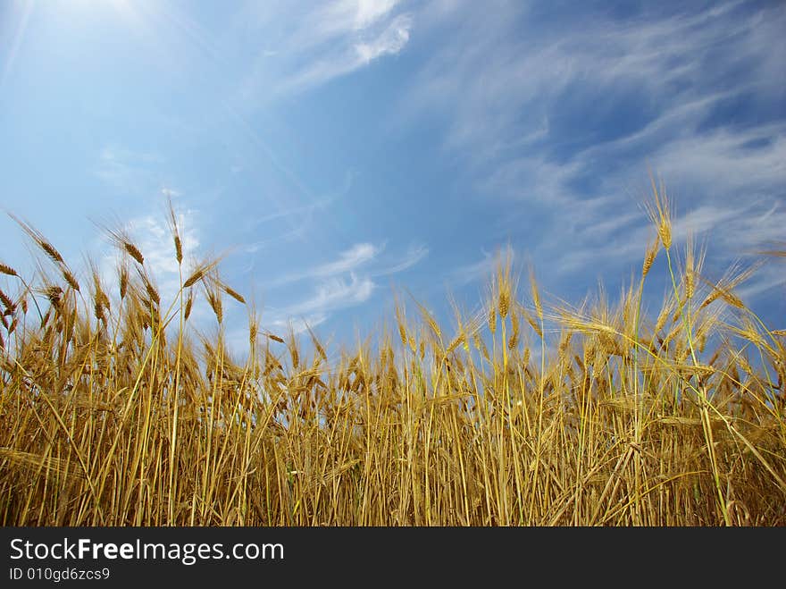 Wheat ears against the blue  sky