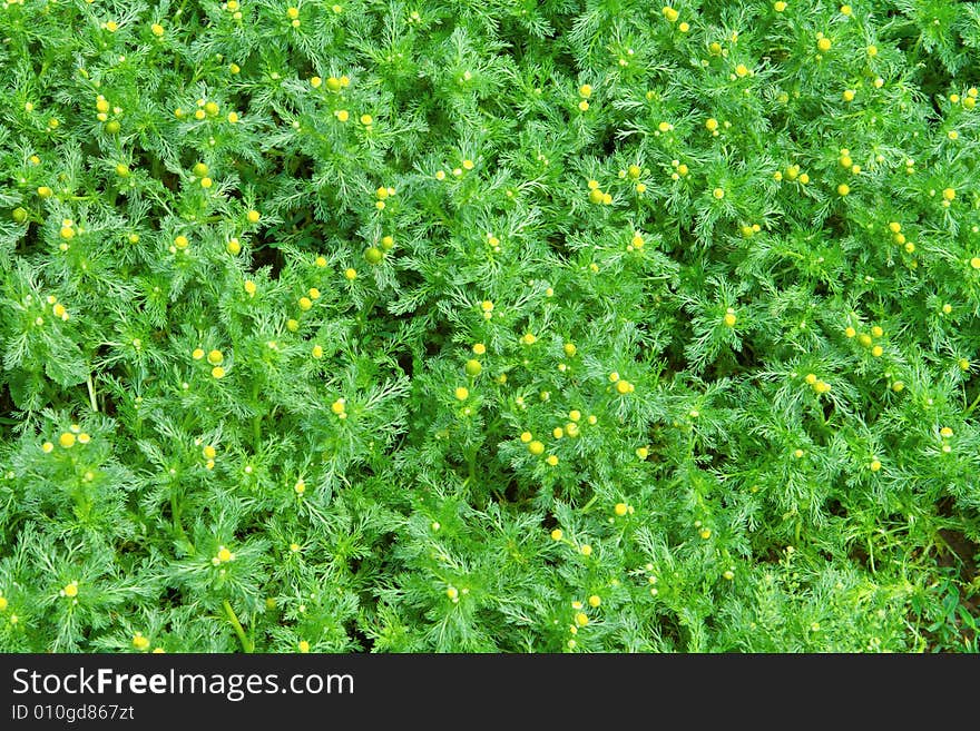 Yellow and green  medical camomiles background wallpaper