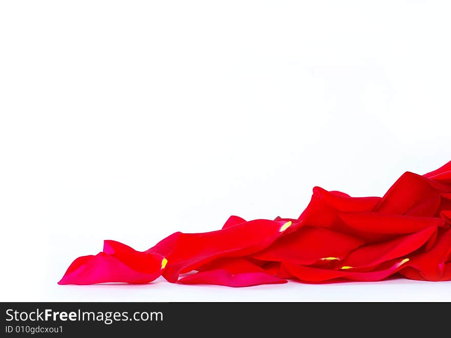 Rose petals isolated on a white background