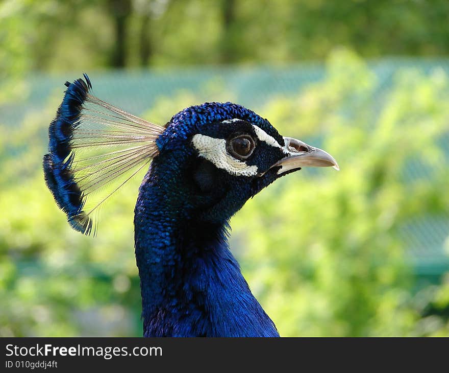 Close up of peacock s head