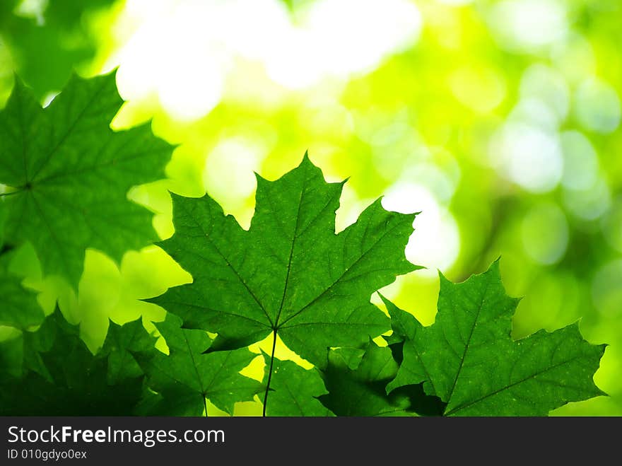 Green leaves background in sunny day