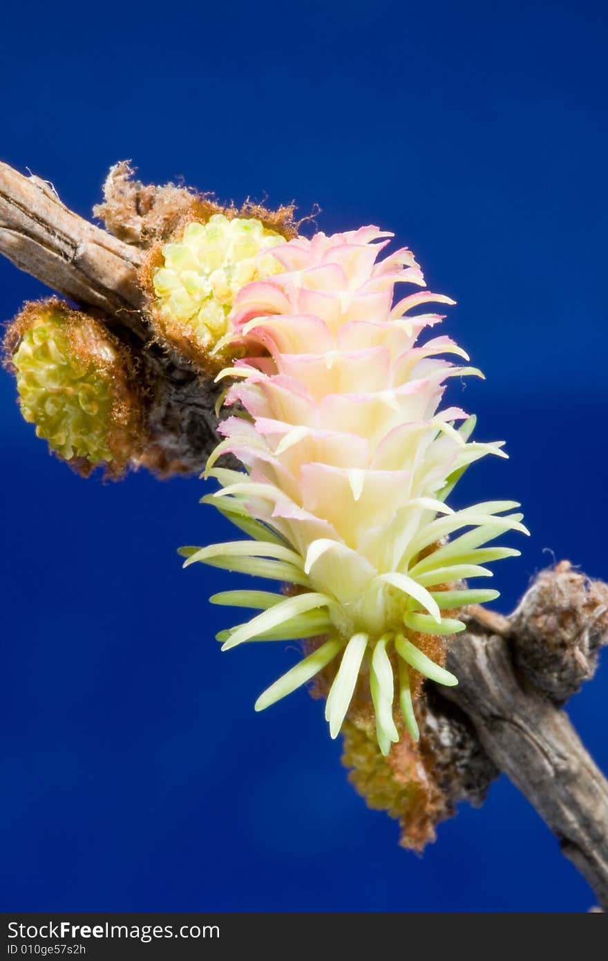 Flowers of a larch on a blue background. Extreme close-up.