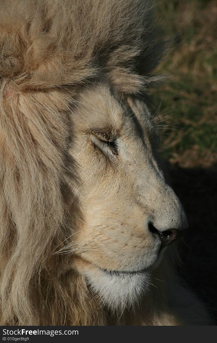 Rare white lion