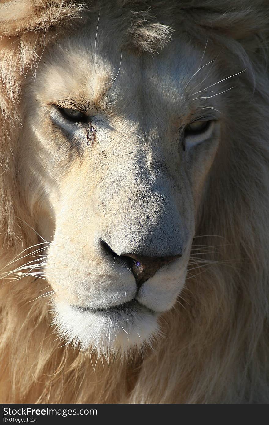 Portrait Of A Rare White Lion