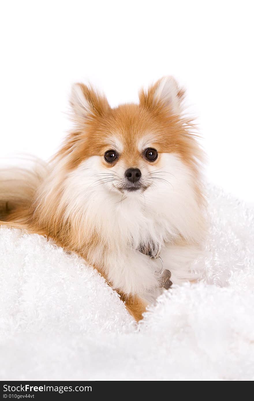 Pomeranian Portrait