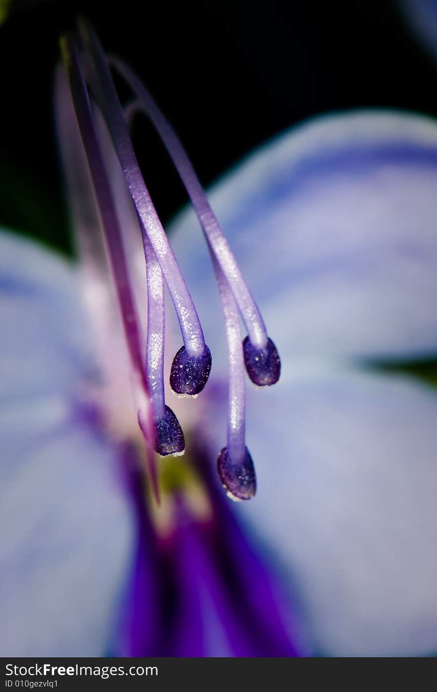 Blue Glory Bower from Africa