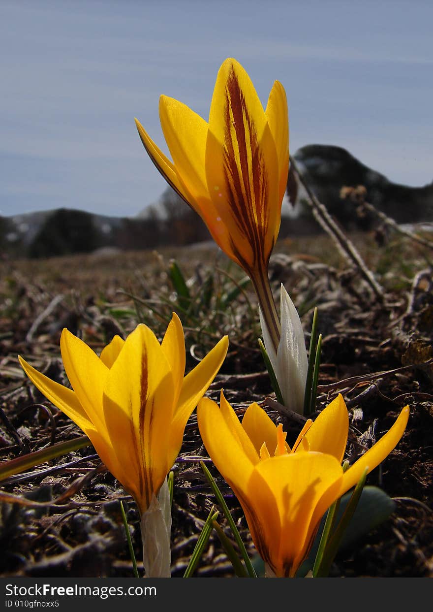 Crocuses on the top of Ai-Petry. Crocuses on the top of Ai-Petry