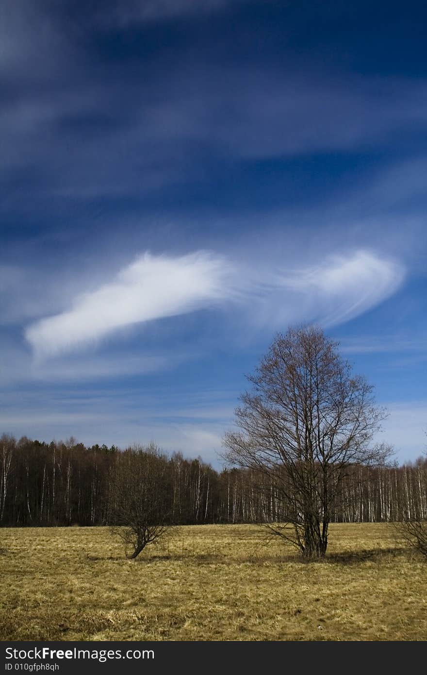 Tree, bush and forest under blue sky. Tree, bush and forest under blue sky