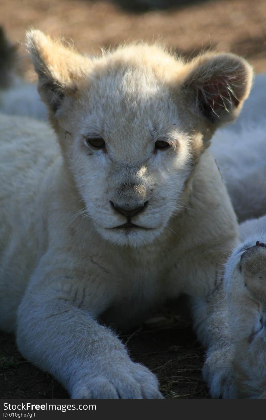 White lion cub