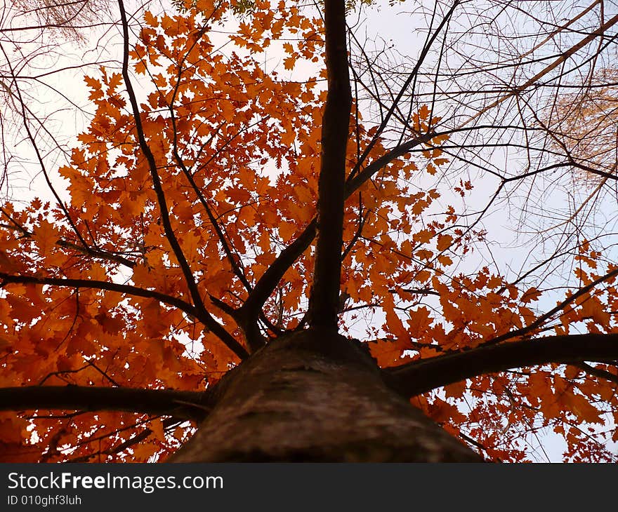 Red tree