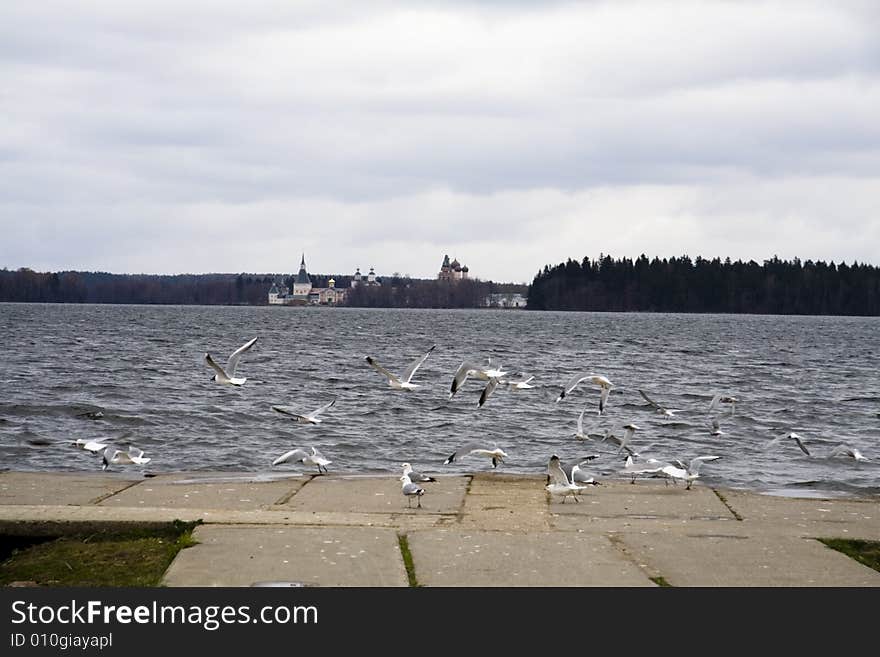 Lake Valgay, seagull, forest and pier