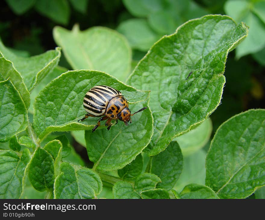 Adoult potato / colorado beetle on potato leaf. Adoult potato / colorado beetle on potato leaf