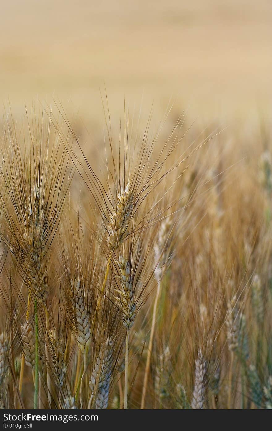 Ear Of Wheat