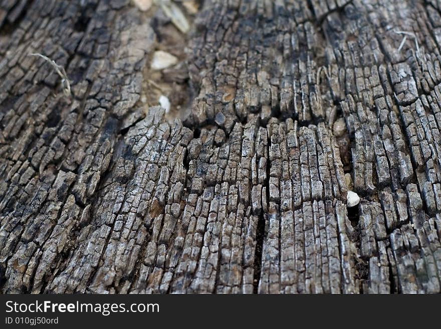 This is a cut tree trunk macro.