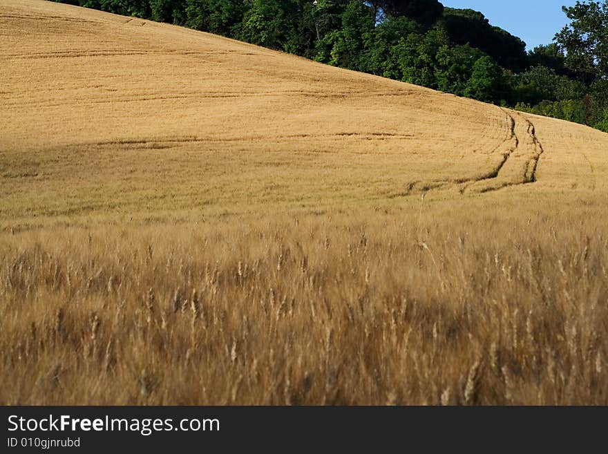 Cornfield