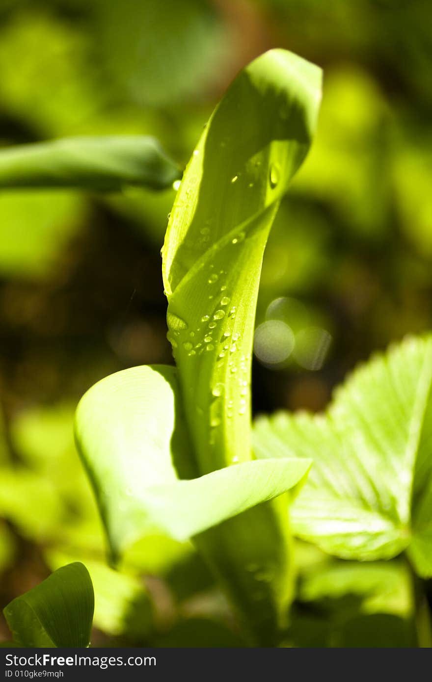 Green plant with drop water