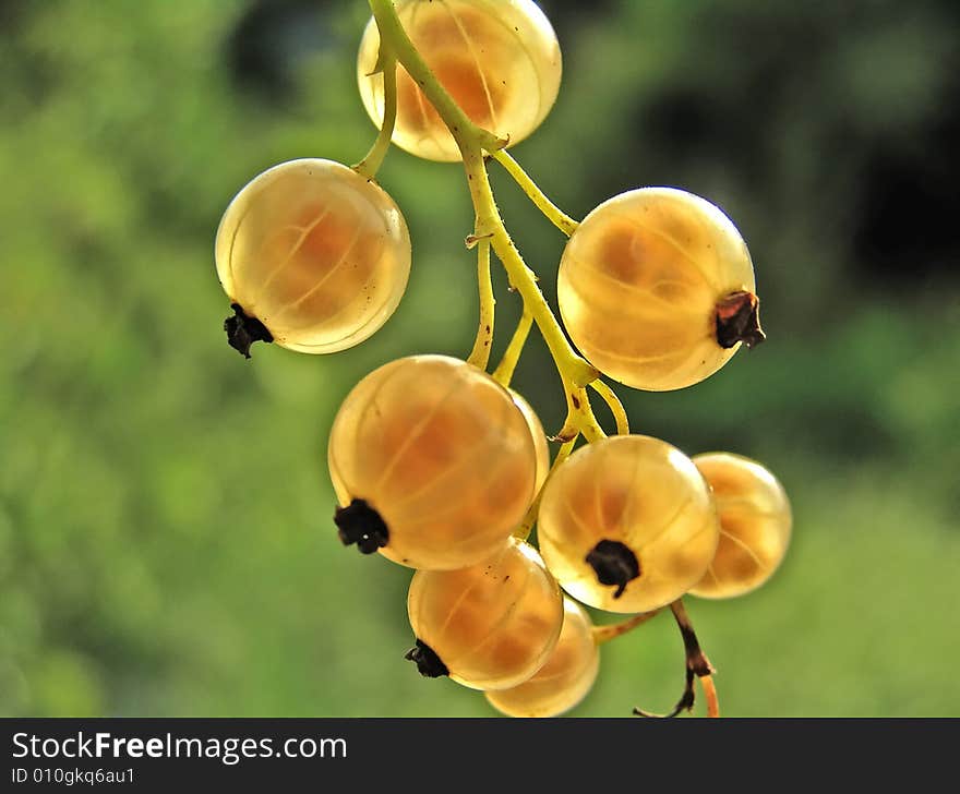 White Currant (Ribes Rubrum).