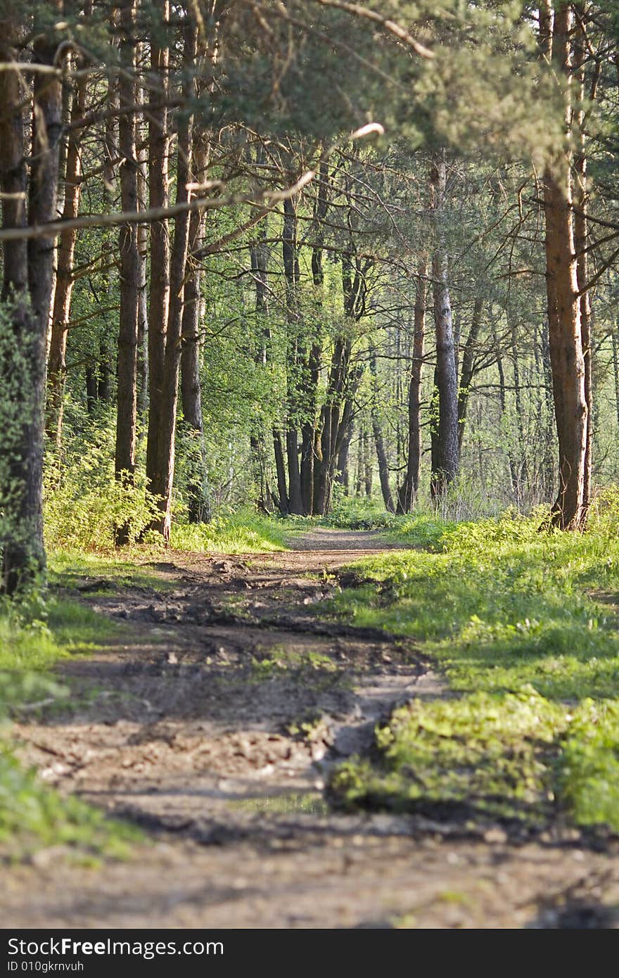 Summer forest after summer rain