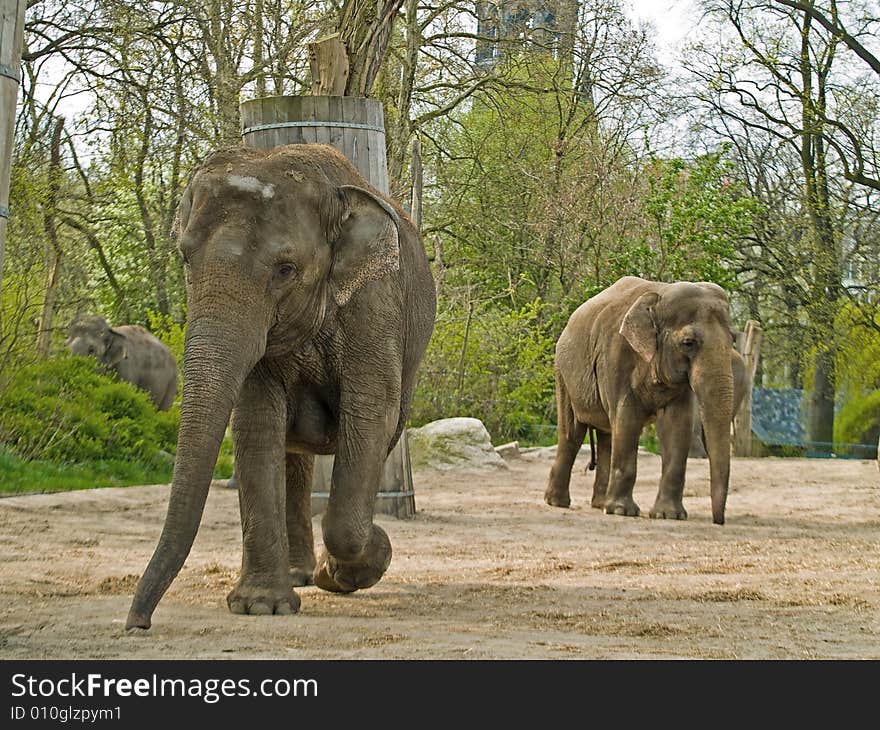 Elephants