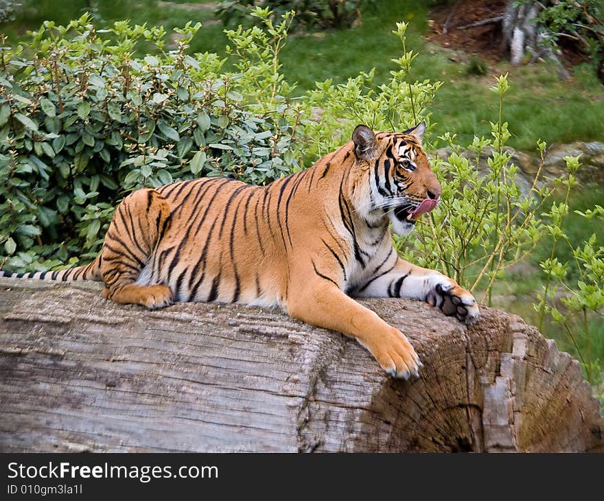 Tiger. Photo have been shot in the Berlin zoo