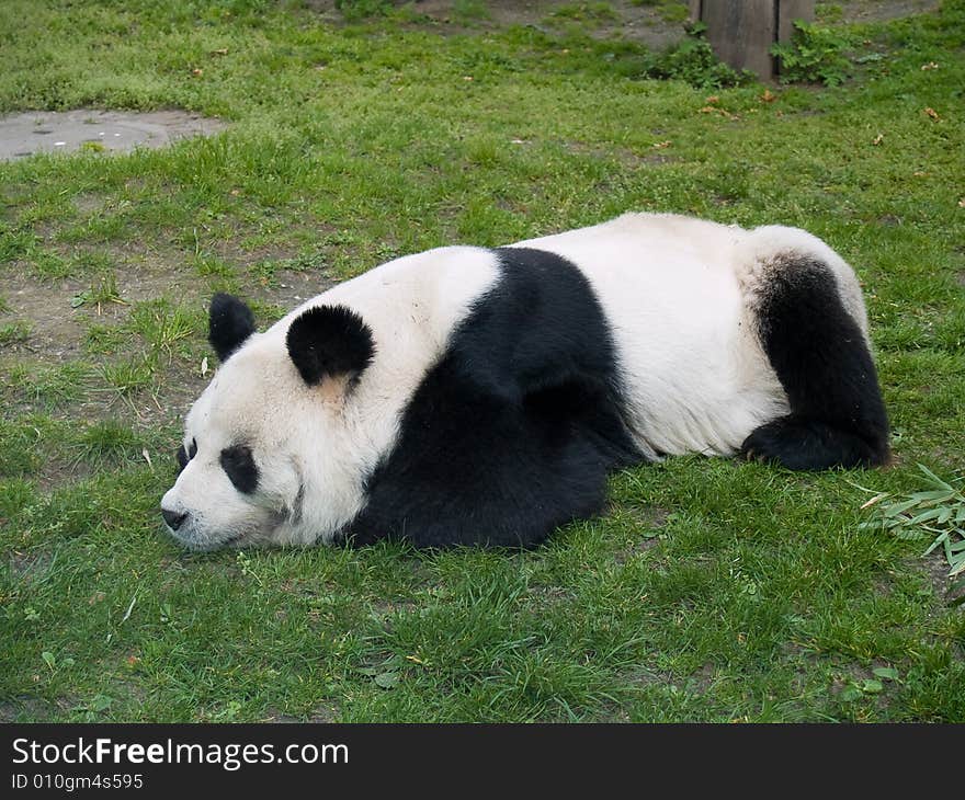 Panda. Photo have been shot in the Berlin zoo