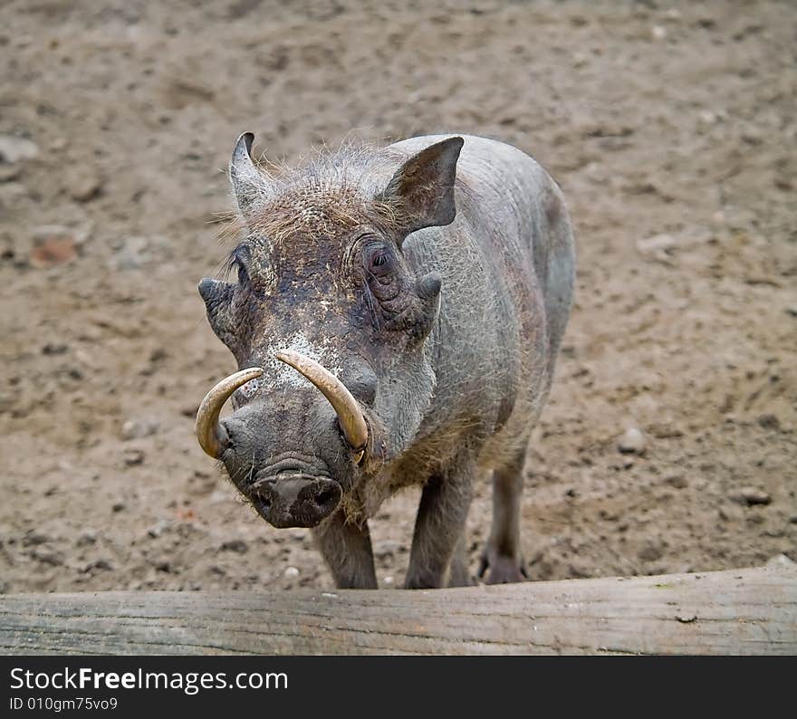 Wart-hog. Photo have been shot in the Berlin zoo