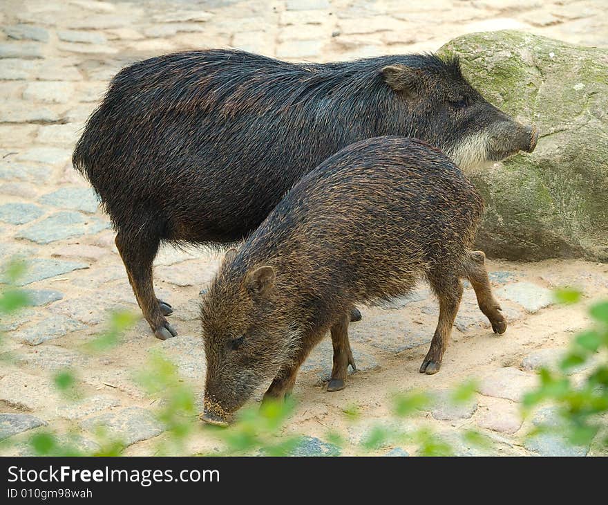 Couple of Hogs. Photo have been shot in the Berlin zoo