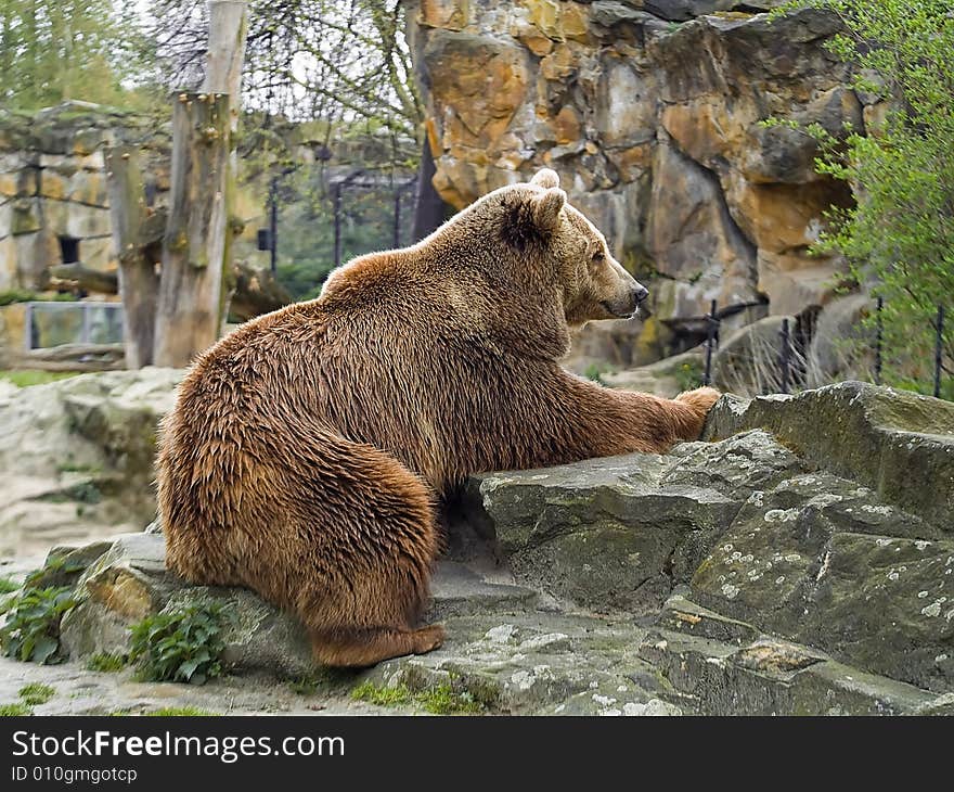 Brown bear. Photo have been shot in the Berlin zoo