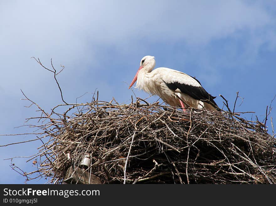 A stork