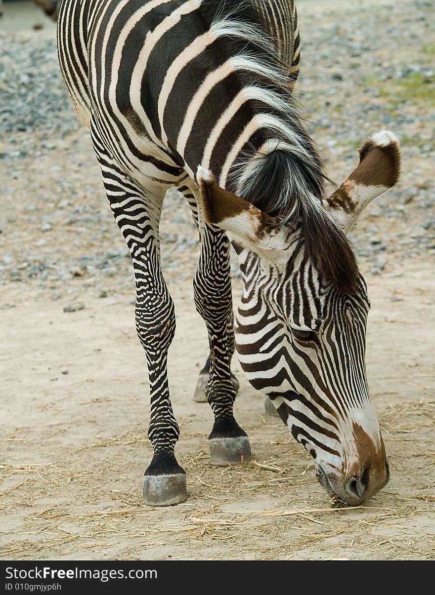 Zebra