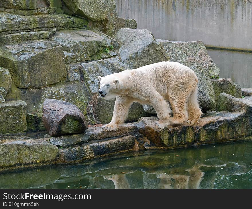 White bear. Photo have been shot in the zoo