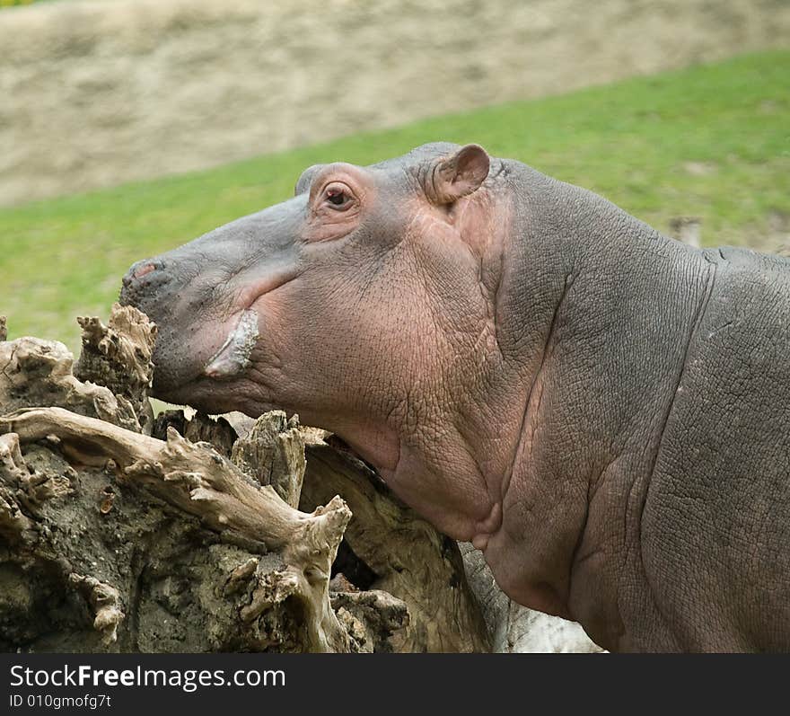 Hippopotamus