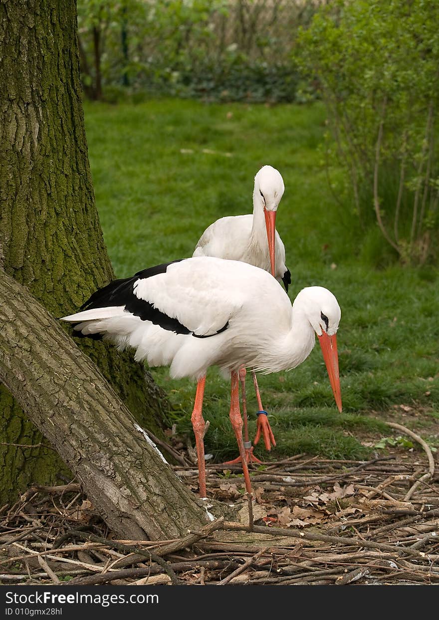 Two stork. Photo have been shot in the zoo