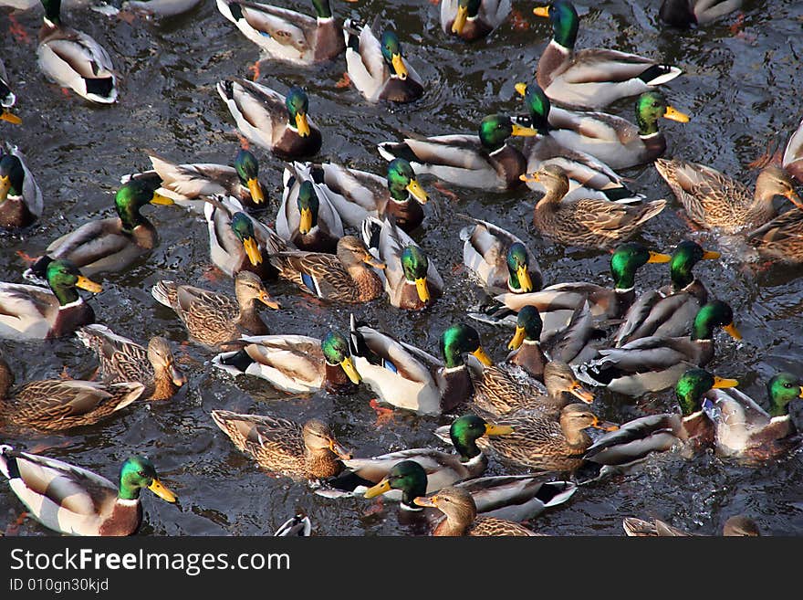 Many ducks in a pond. Many ducks in a pond