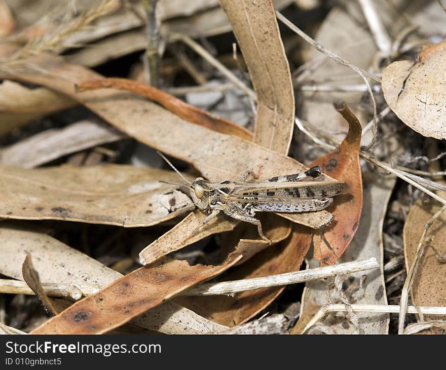 Desert Locust On Dried Leaves