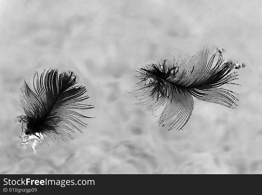 Two black plumelets on a gray background. Two black plumelets on a gray background