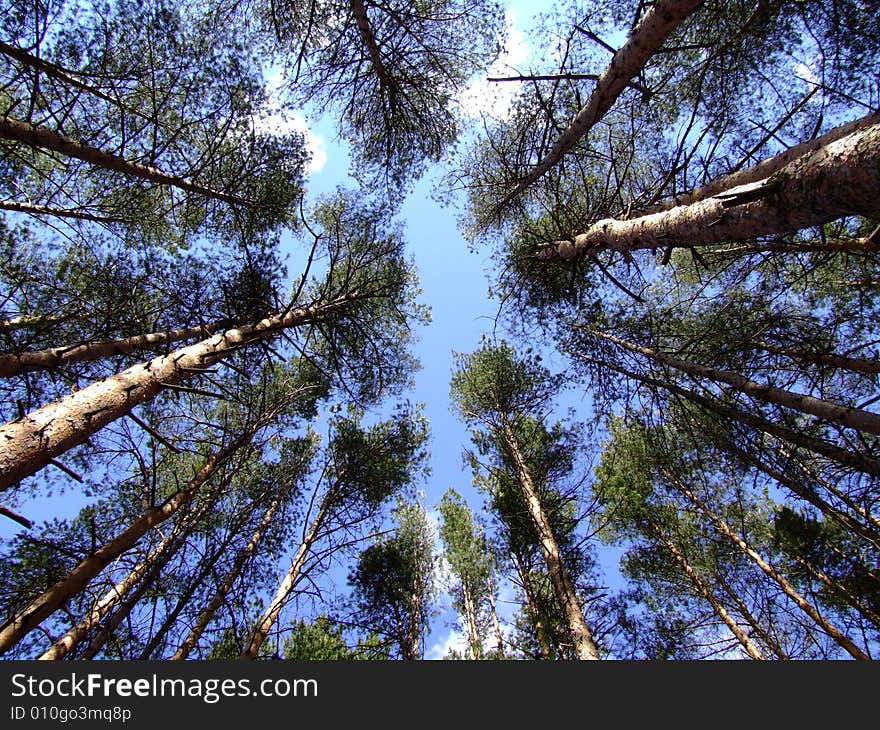 High pines against the sky. The bottom view.