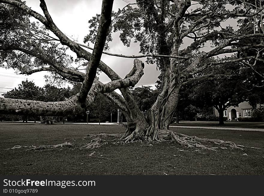 Knotted tree situated in a park in miami