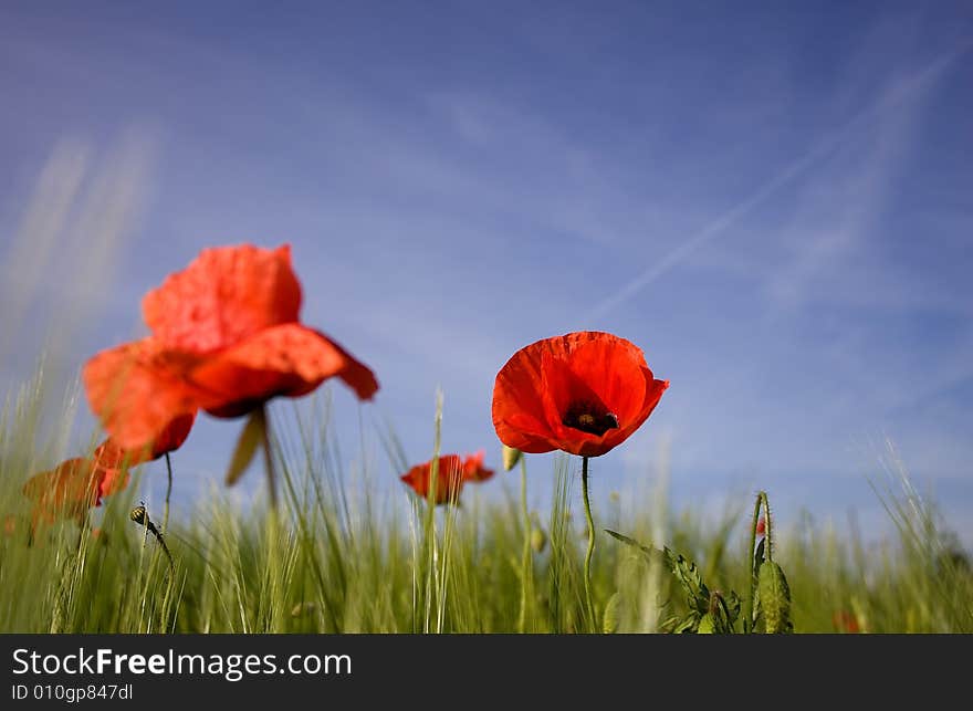 FIELD OF POPPIES