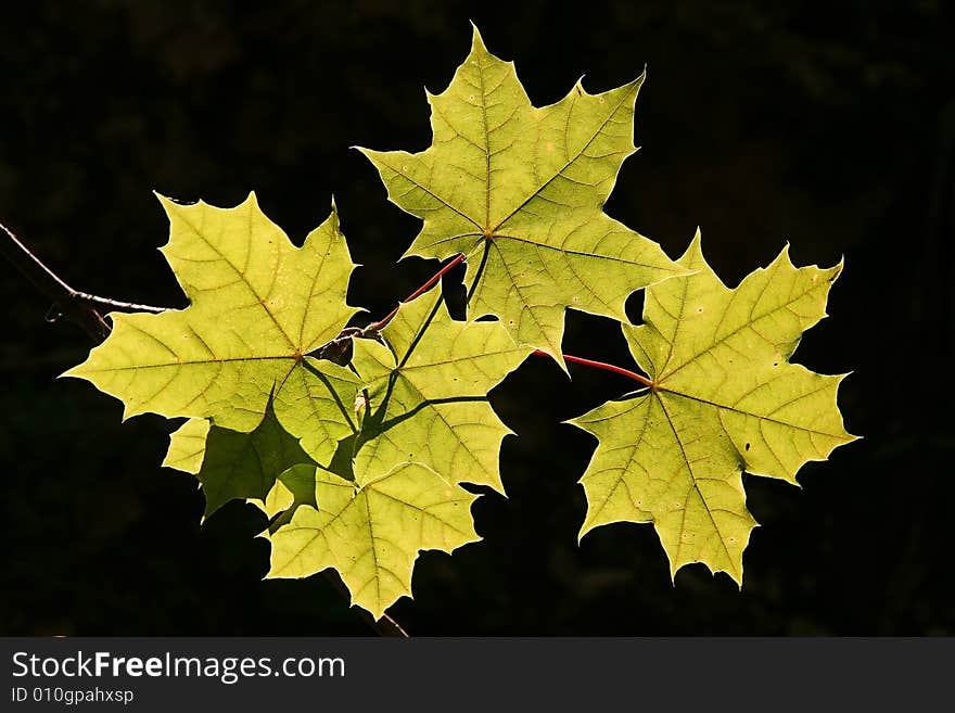 Green fluorescent leaves