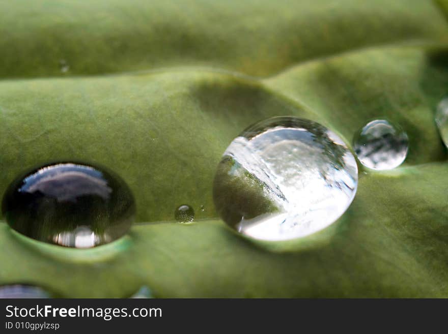 Brilliant drops on a leaf. Brilliant drops on a leaf