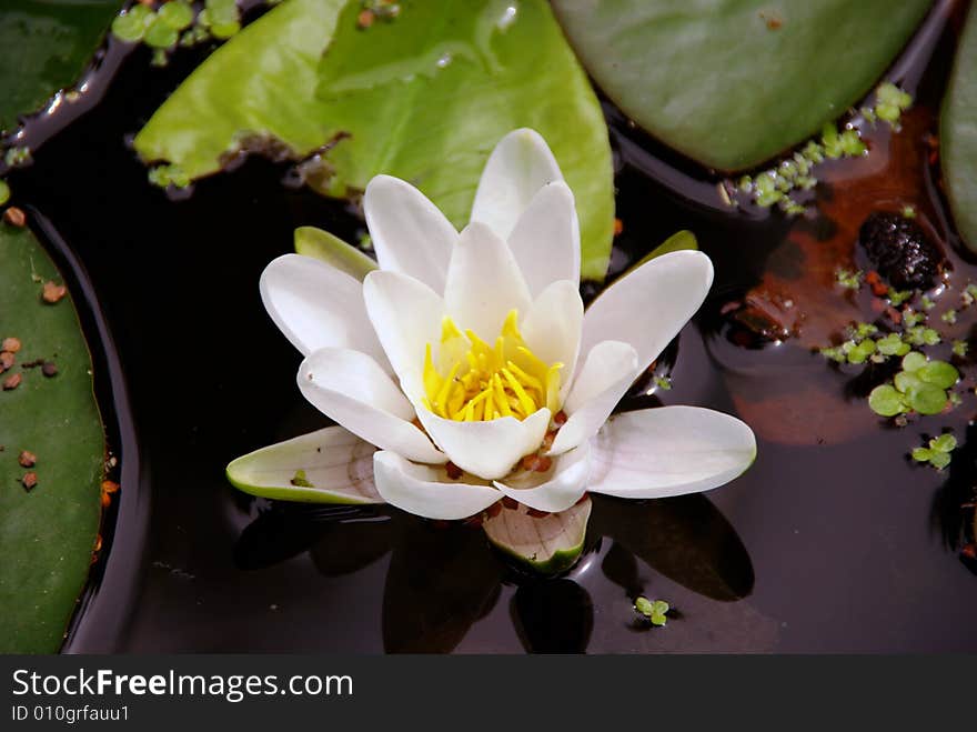 Flowering water lily with some dickwood