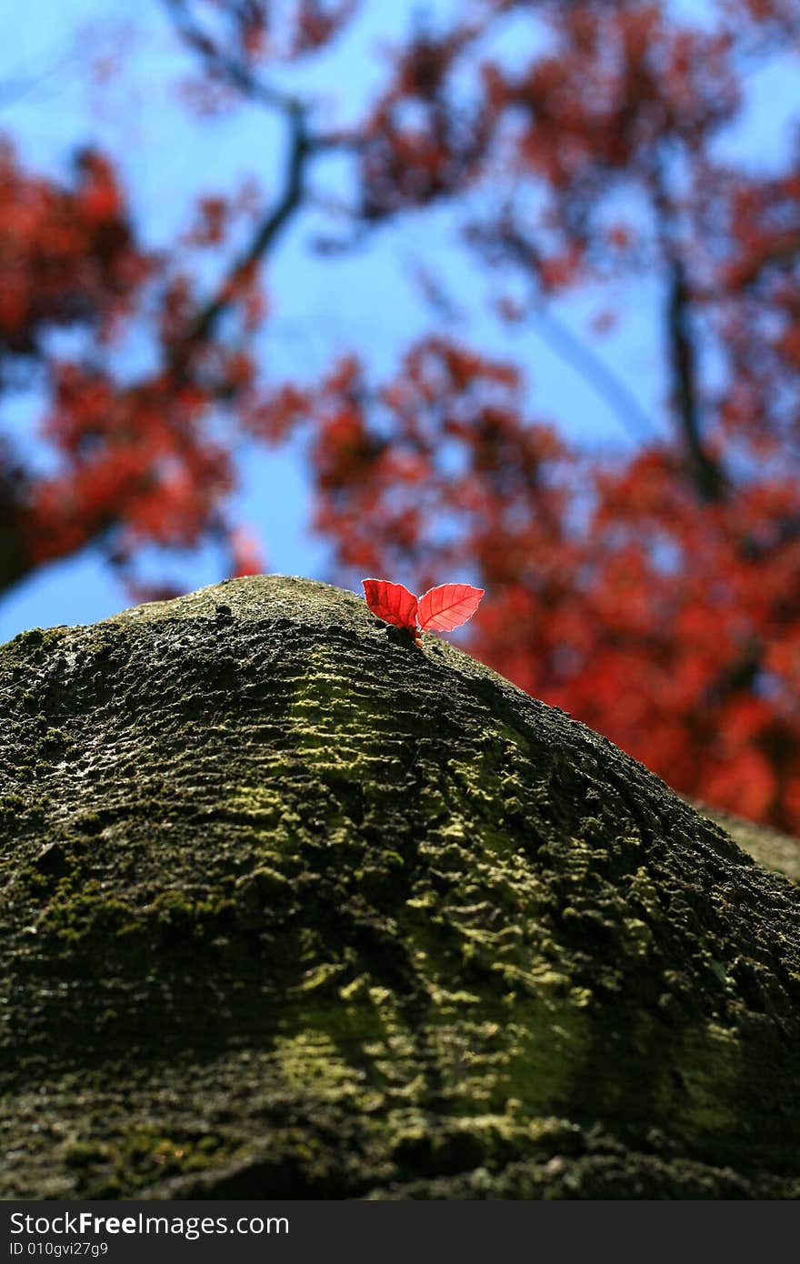 Red leaflets on trunk of tree