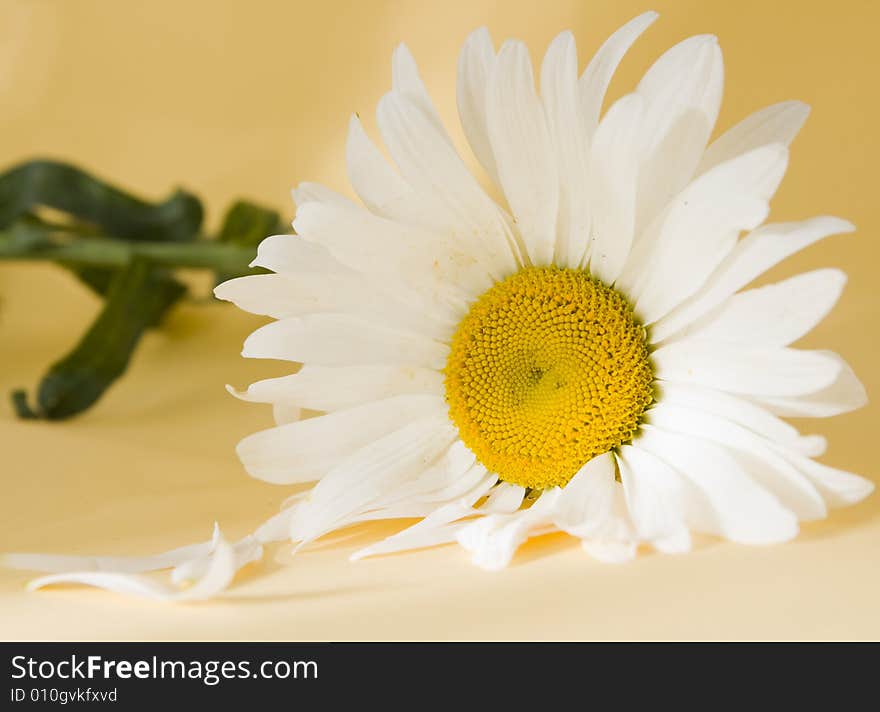 White chamomile isolated on white. White chamomile isolated on white